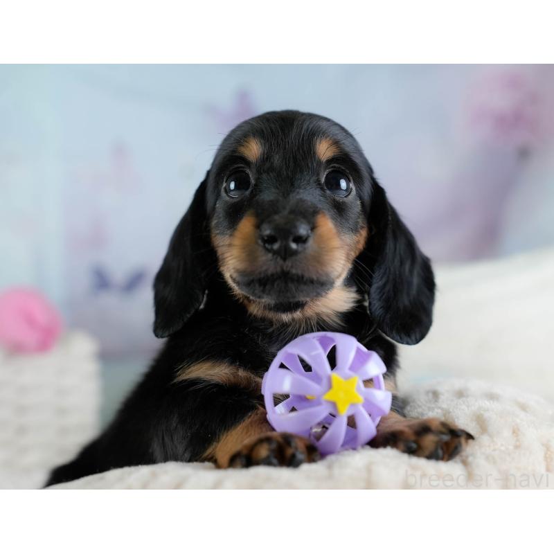 販売中の埼玉県のカニンヘンダックスフンド(ロングヘアード)-433321の6枚目