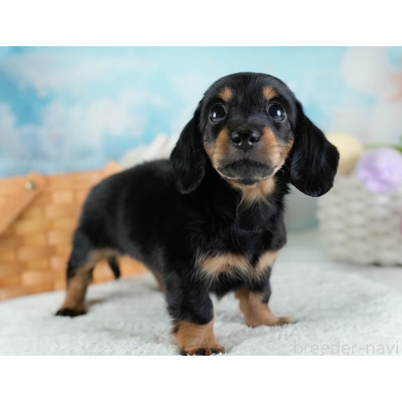 販売中の埼玉県のカニンヘンダックスフンド(ロングヘアード)-433321の5枚目