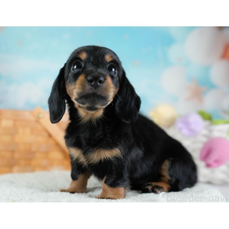 販売中の埼玉県のカニンヘンダックスフンド(ロングヘアード)-433321の4枚目