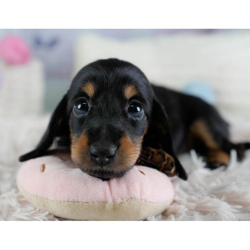 販売中の埼玉県のカニンヘンダックスフンド(ロングヘアード)-433321の3枚目