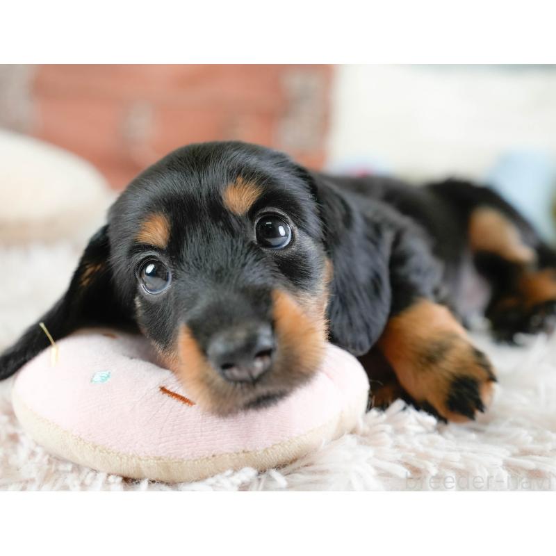 販売中の埼玉県のカニンヘンダックスフンド(ロングヘアード)-433320の10枚目