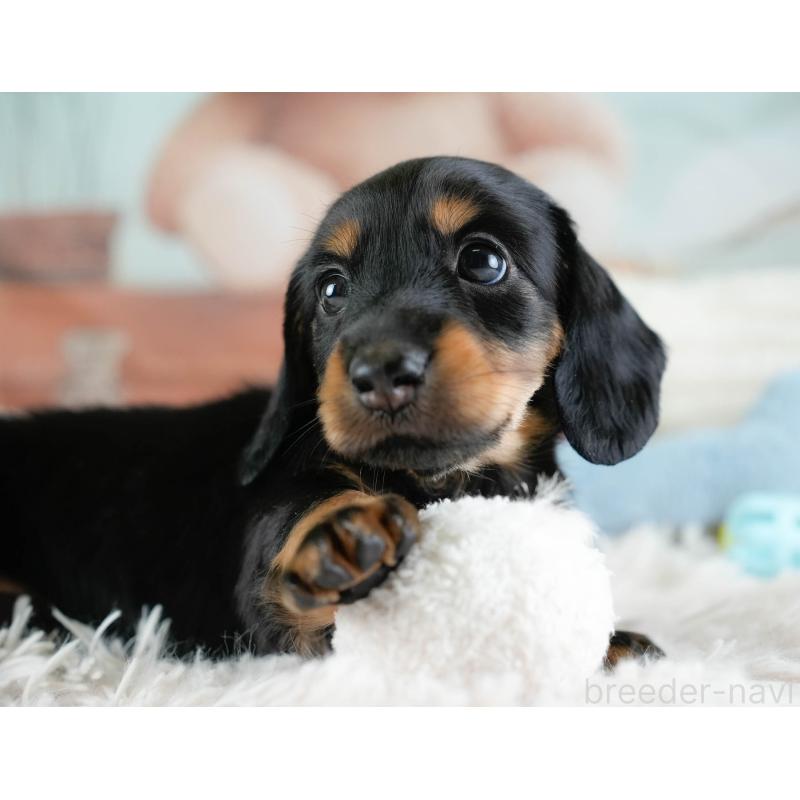 販売中の埼玉県のカニンヘンダックスフンド(ロングヘアード)-433320の9枚目