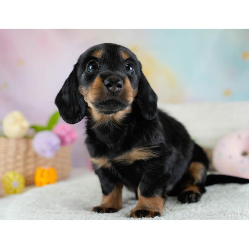 販売中の埼玉県のカニンヘンダックスフンド(ロングヘアード)-433320の8枚目