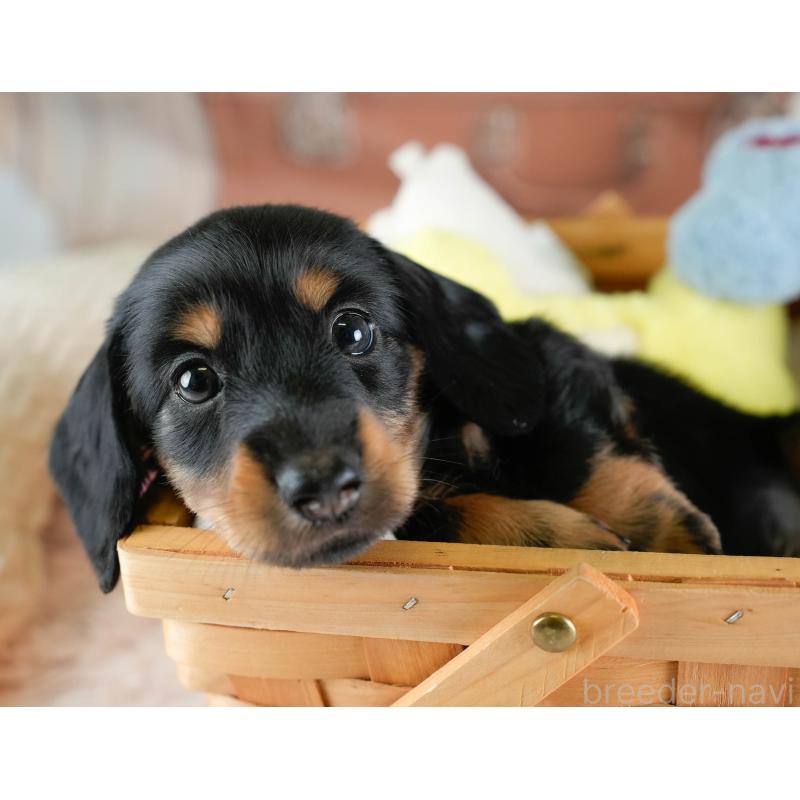 販売中の埼玉県のカニンヘンダックスフンド(ロングヘアード)-433320の7枚目