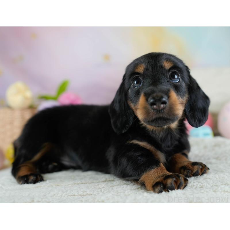 販売中の埼玉県のカニンヘンダックスフンド(ロングヘアード)-433320の6枚目