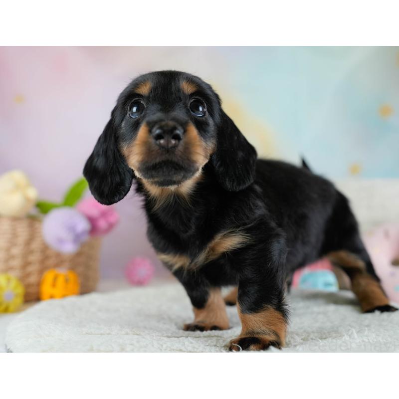 販売中の埼玉県のカニンヘンダックスフンド(ロングヘアード)-433320の3枚目