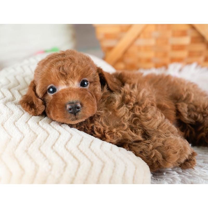 販売中の埼玉県のトイプードル-433319の11枚目