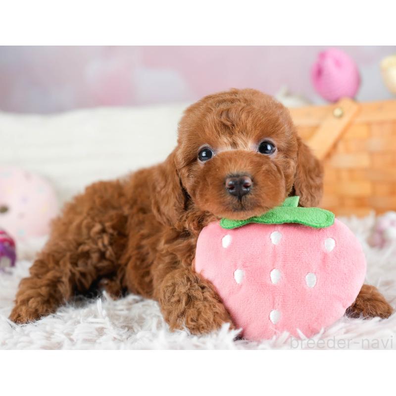 販売中の埼玉県のトイプードル-433319の10枚目