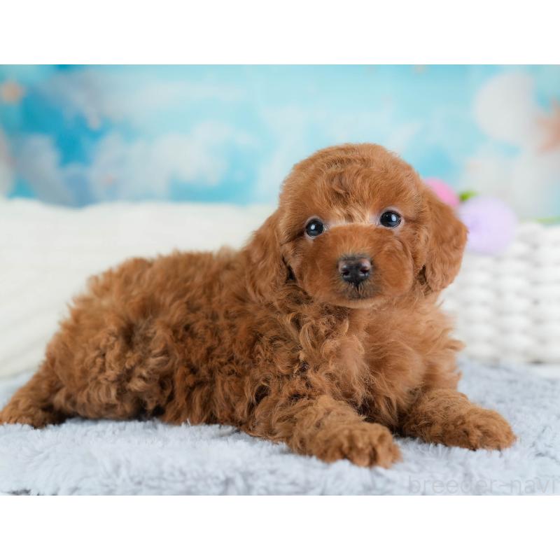 販売中の埼玉県のトイプードル-433319の9枚目