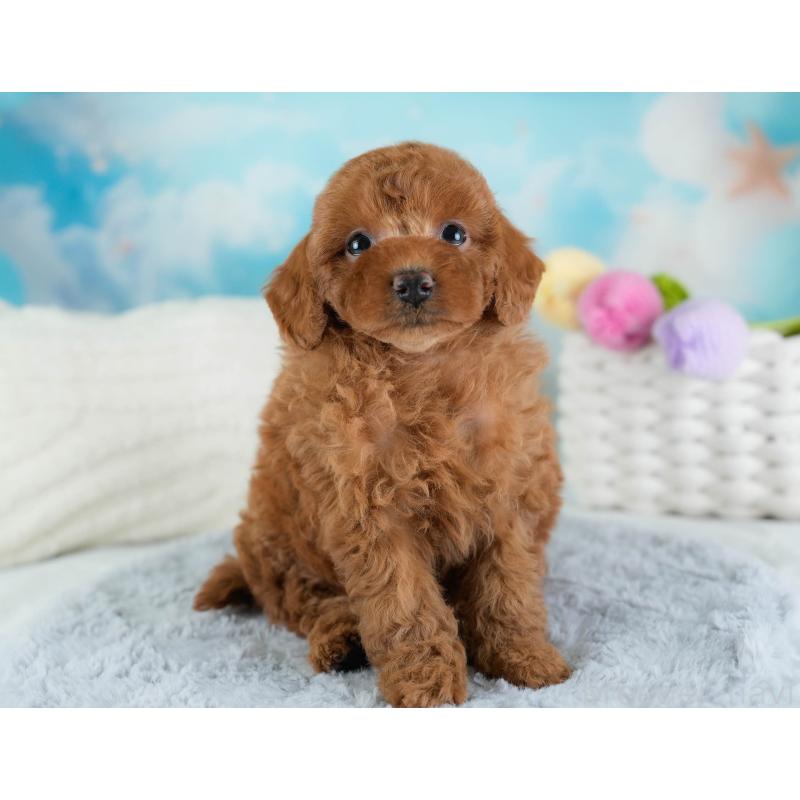 販売中の埼玉県のトイプードル-433319の8枚目