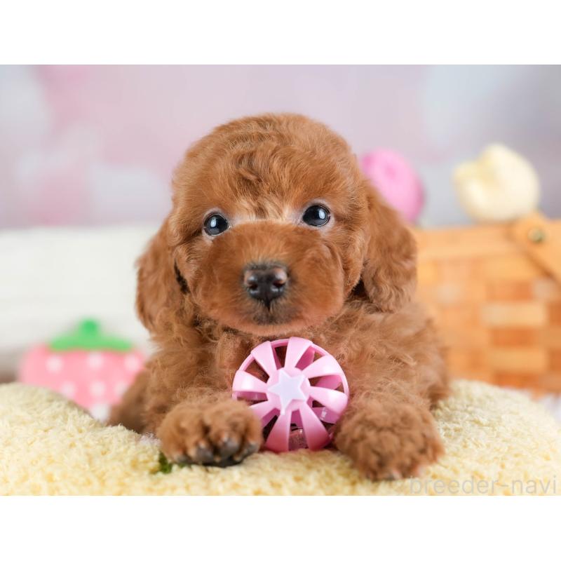 販売中の埼玉県のトイプードル-433319の7枚目