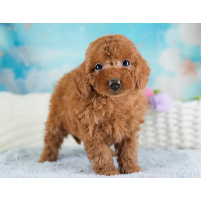 販売中の埼玉県のトイプードル-433319の6枚目