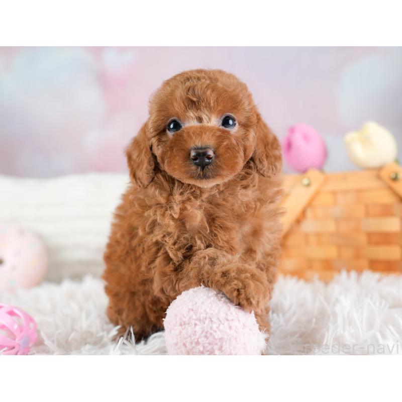 販売中の埼玉県のトイプードル-433319の5枚目