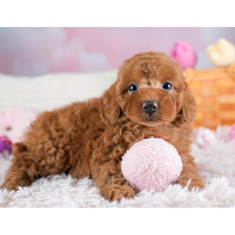 販売中の埼玉県のトイプードル-433319の4枚目