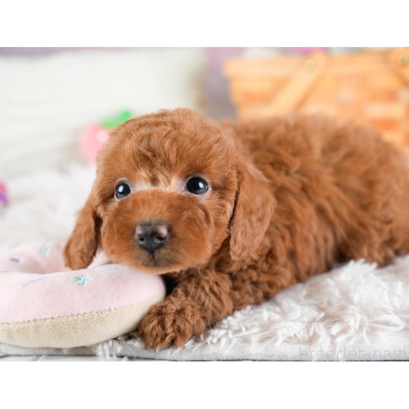 販売中の埼玉県のトイプードル-433319の3枚目