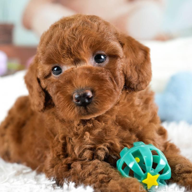 販売中の埼玉県のトイプードル-433316