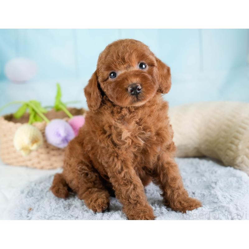 販売中の埼玉県のトイプードル-433316の11枚目