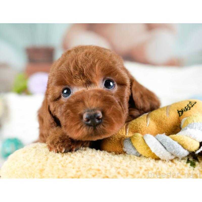 販売中の埼玉県のトイプードル-433316の10枚目