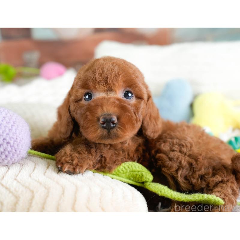 販売中の埼玉県のトイプードル-433316の9枚目