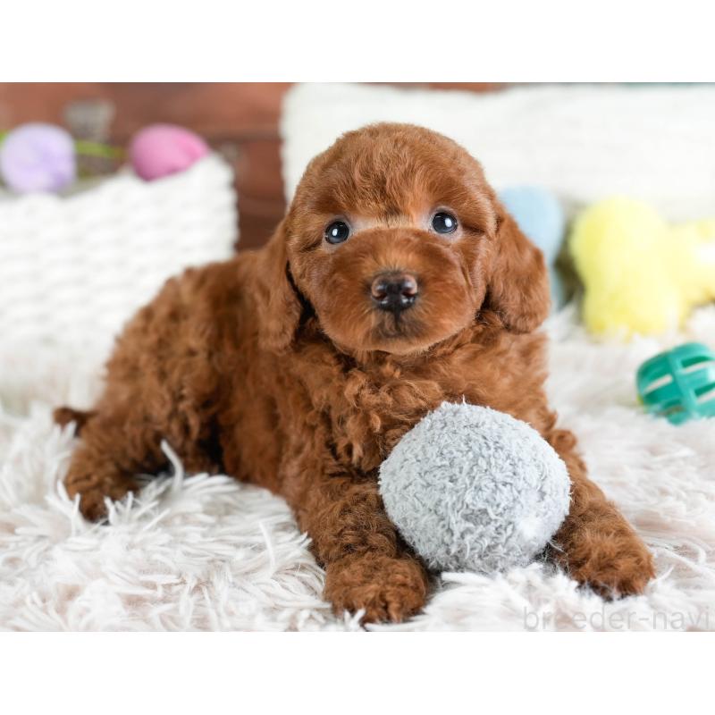 販売中の埼玉県のトイプードル-433316の8枚目