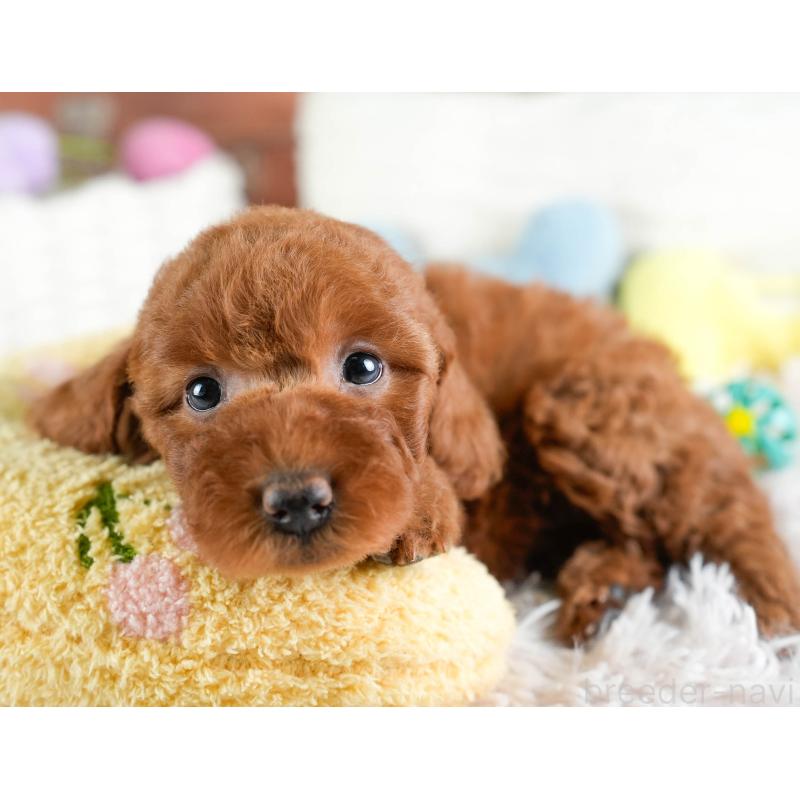 販売中の埼玉県のトイプードル-433316の7枚目