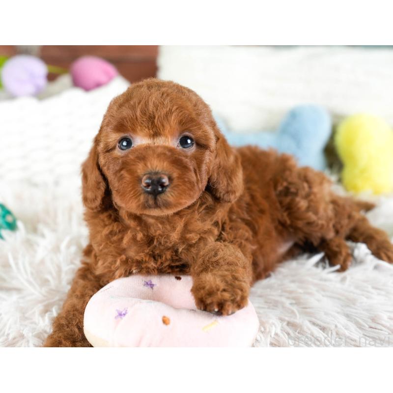 販売中の埼玉県のトイプードル-433316の6枚目