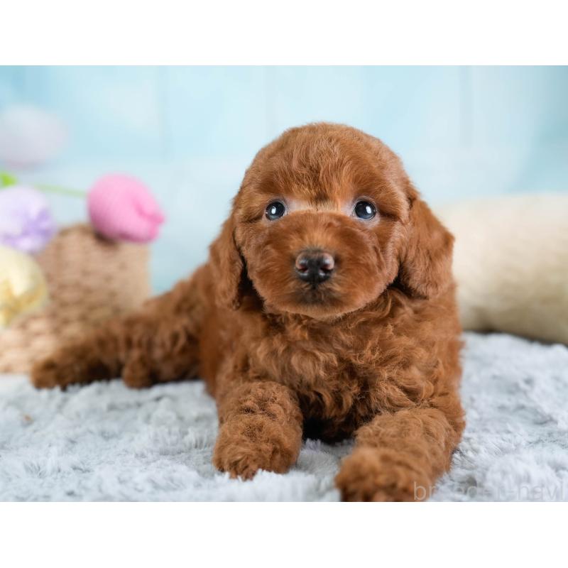 販売中の埼玉県のトイプードル-433316の5枚目