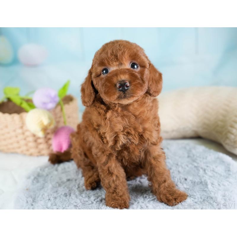 販売中の埼玉県のトイプードル-433316の4枚目