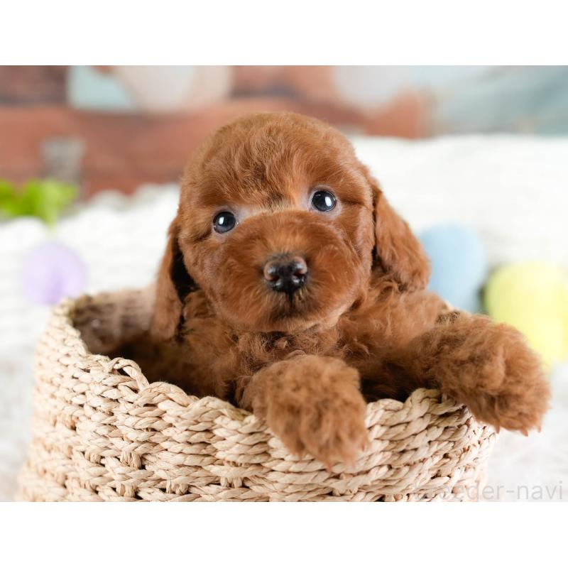 販売中の埼玉県のトイプードル-433316の3枚目