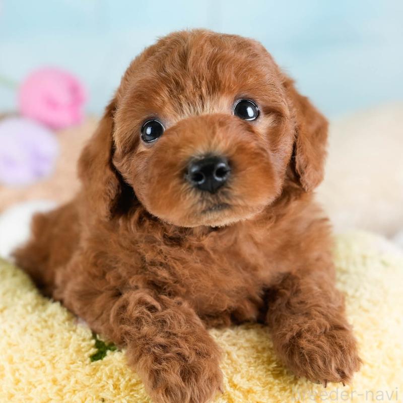 販売中の埼玉県のトイプードル-433315