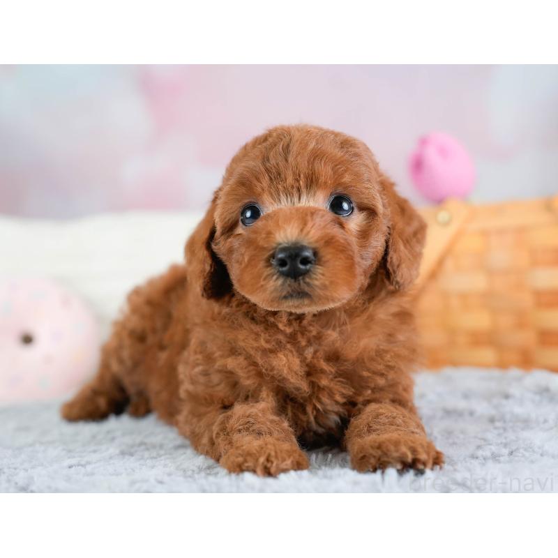 販売中の埼玉県のトイプードル-433315の11枚目