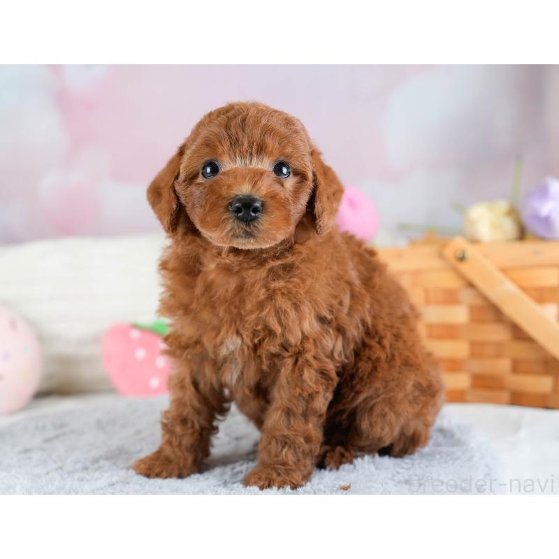 販売中の埼玉県のトイプードル-433315の10枚目