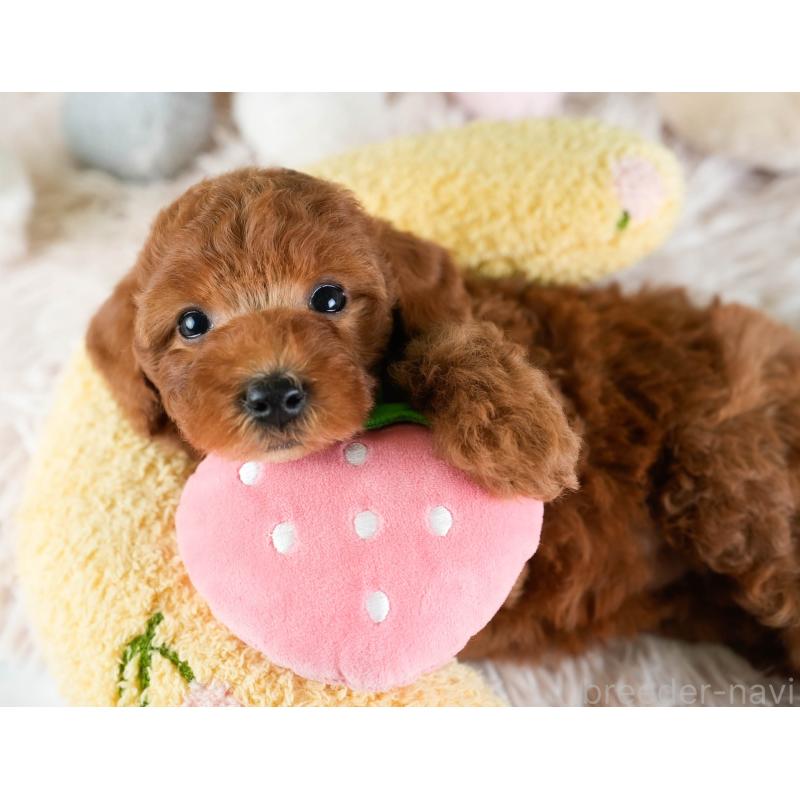 販売中の埼玉県のトイプードル-433315の9枚目