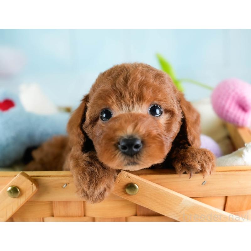 販売中の埼玉県のトイプードル-433315の8枚目