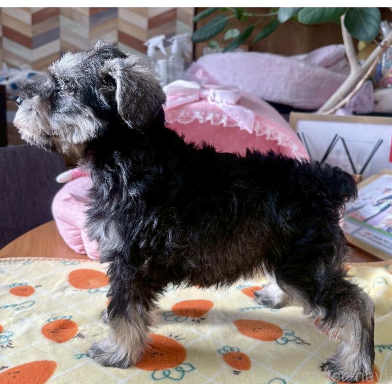 販売中の大阪府のミニチュアシュナウザー-432956の9枚目