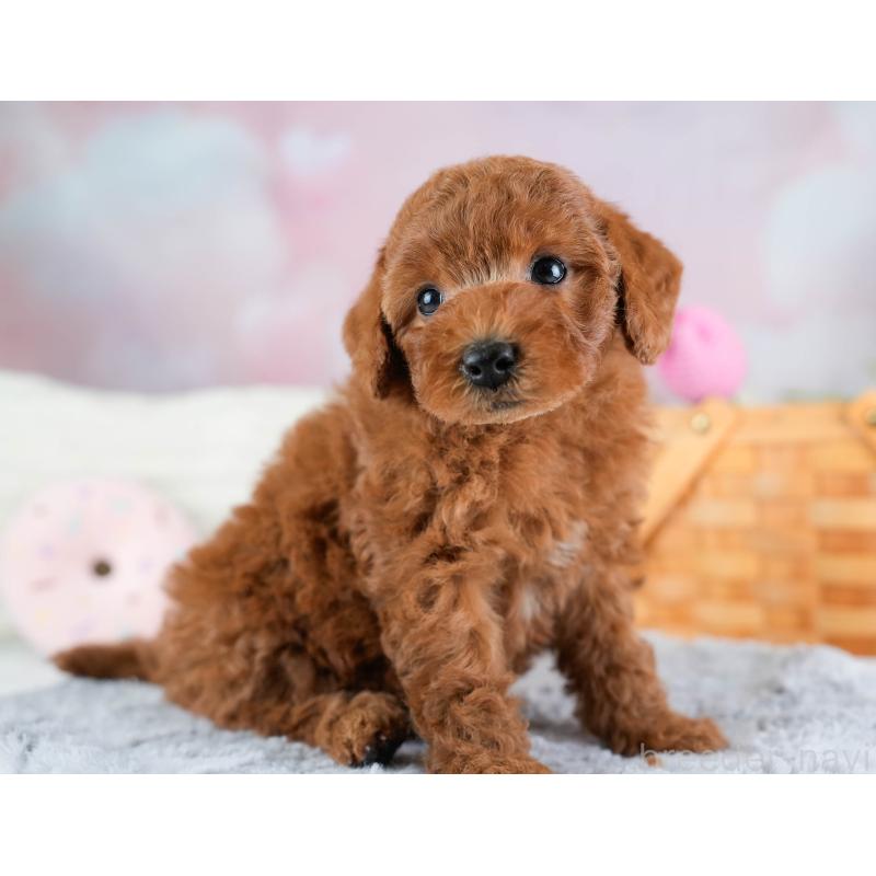 販売中の埼玉県のトイプードル-433315の7枚目