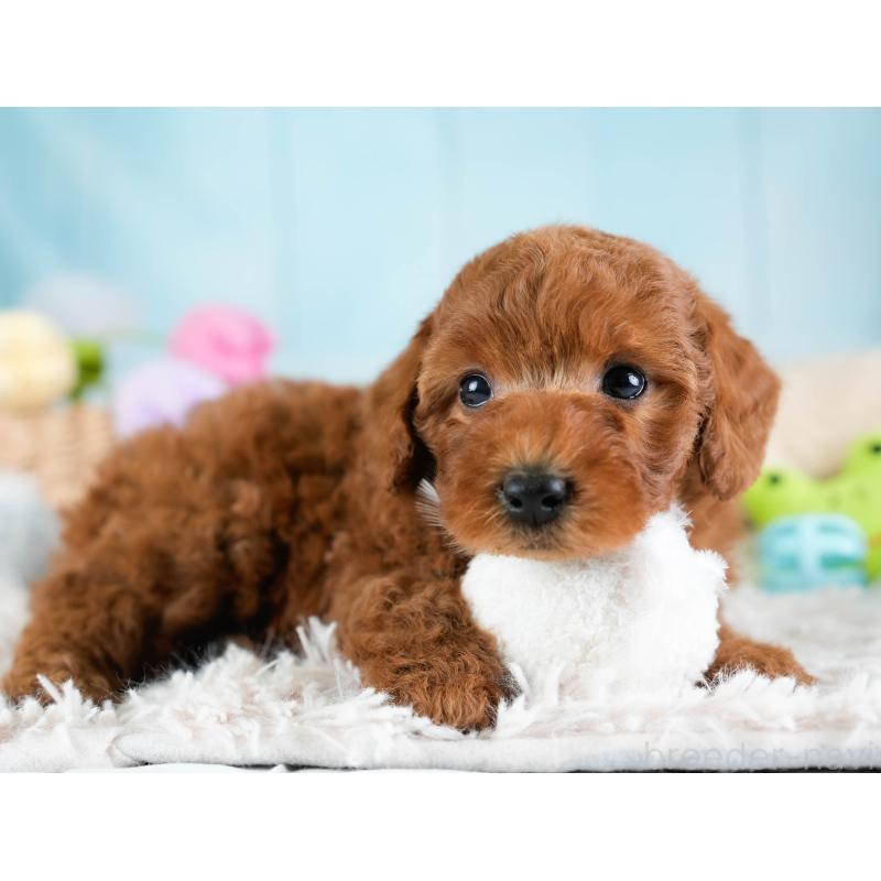 販売中の埼玉県のトイプードル-433315の6枚目