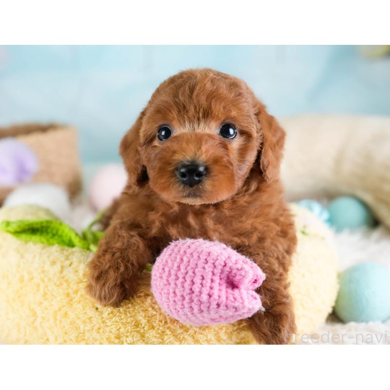 販売中の埼玉県のトイプードル-433315の5枚目