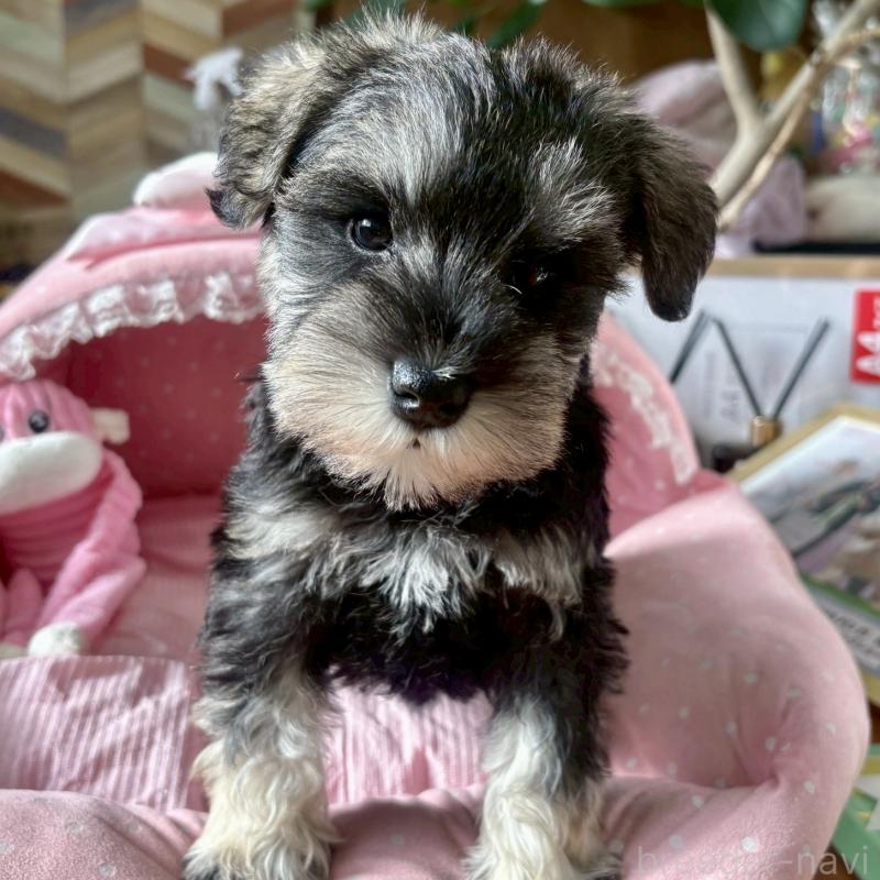 販売中の大阪府のミニチュアシュナウザー-432956の8枚目