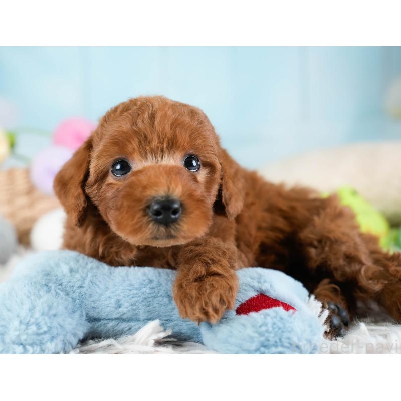 販売中の埼玉県のトイプードル-433315の4枚目