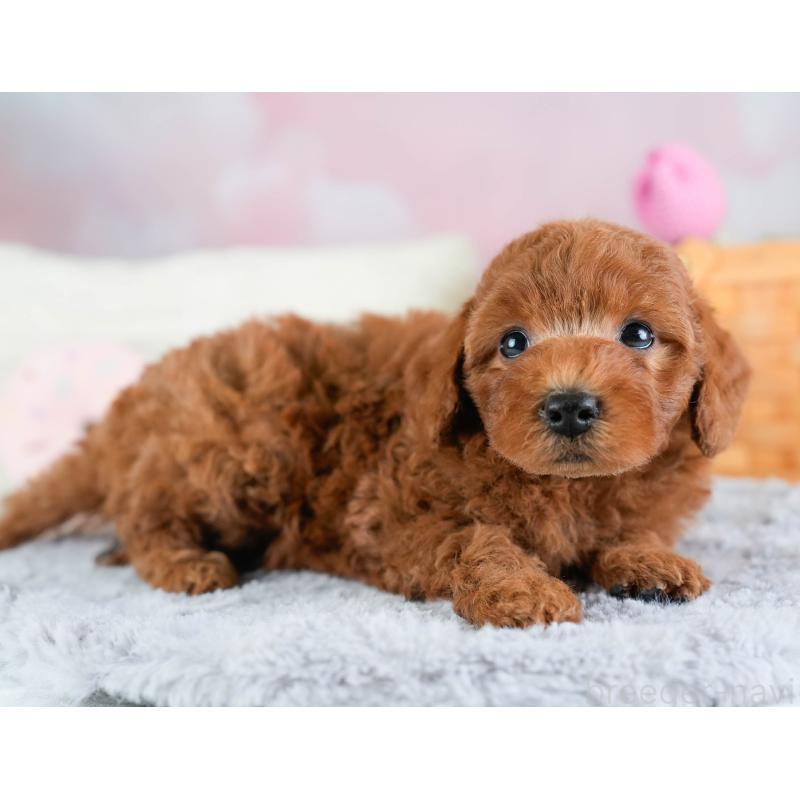 販売中の埼玉県のトイプードル-433315の3枚目