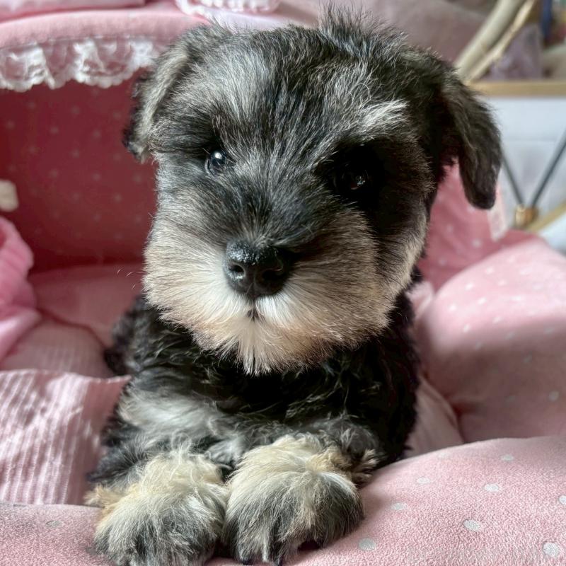 販売中の大阪府のミニチュアシュナウザー-432956の7枚目