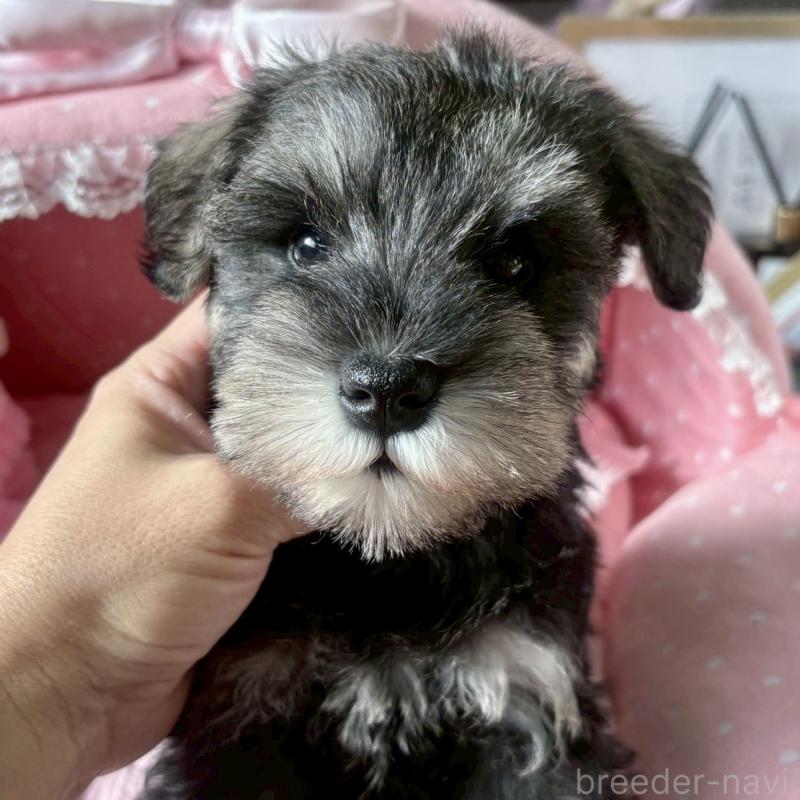 販売中の大阪府のミニチュアシュナウザー-432956の6枚目