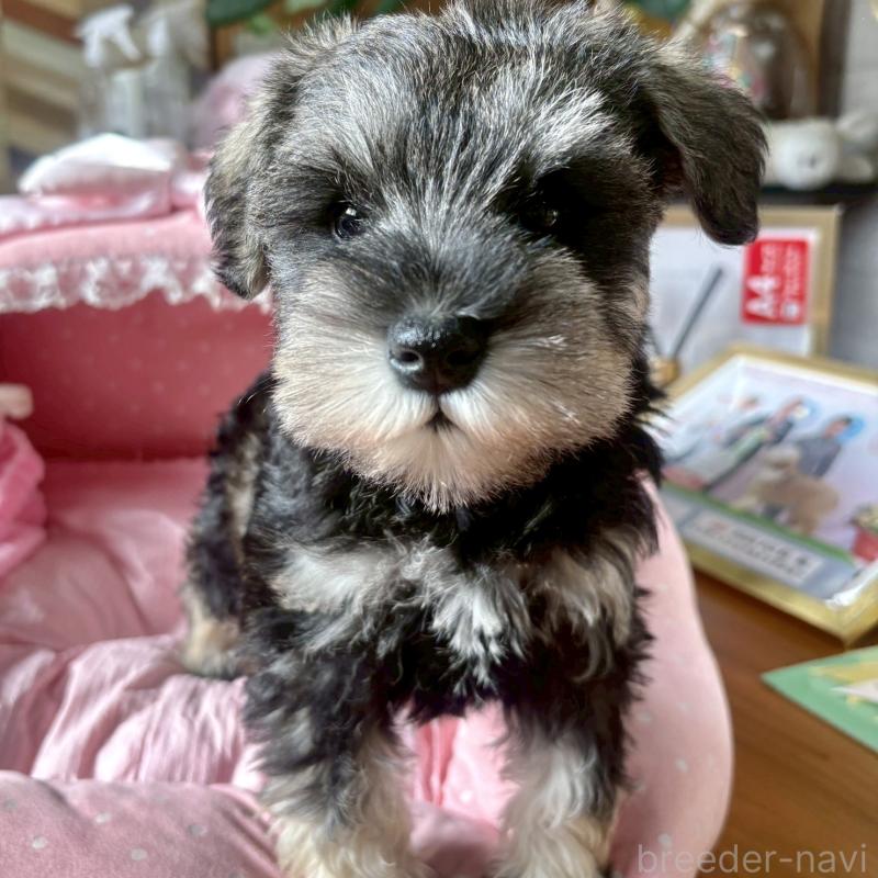 販売中の大阪府のミニチュアシュナウザー-432956の5枚目