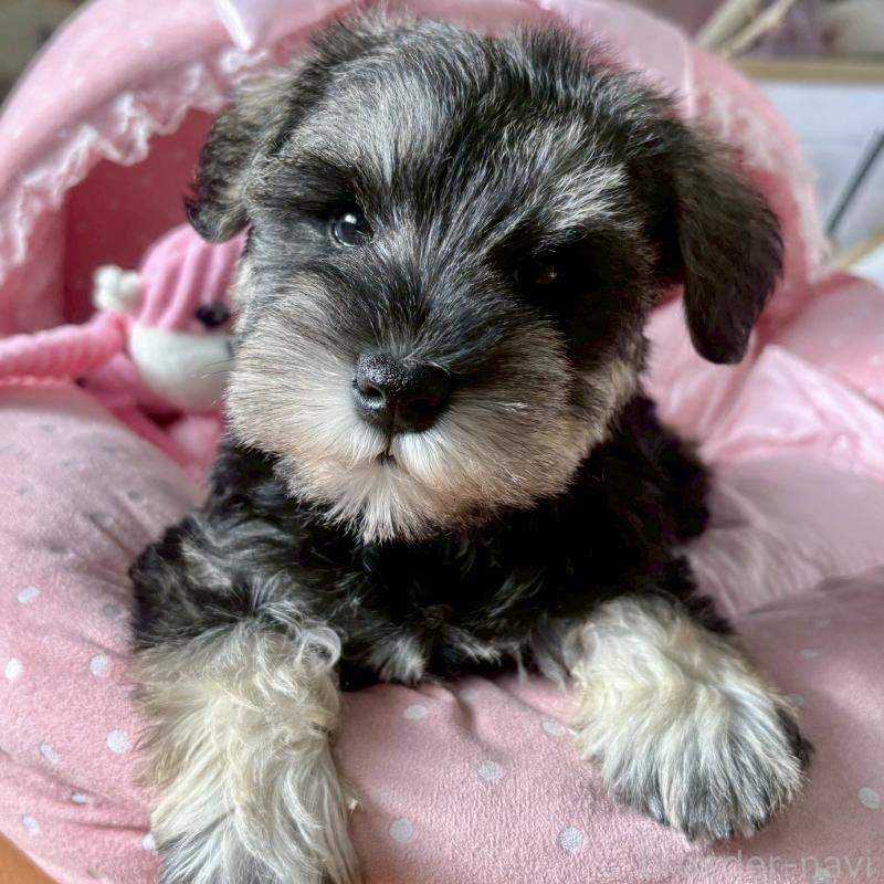販売中の大阪府のミニチュアシュナウザー-432956の4枚目