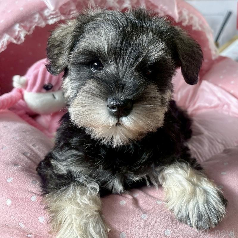 販売中の大阪府のミニチュアシュナウザー-432956の3枚目