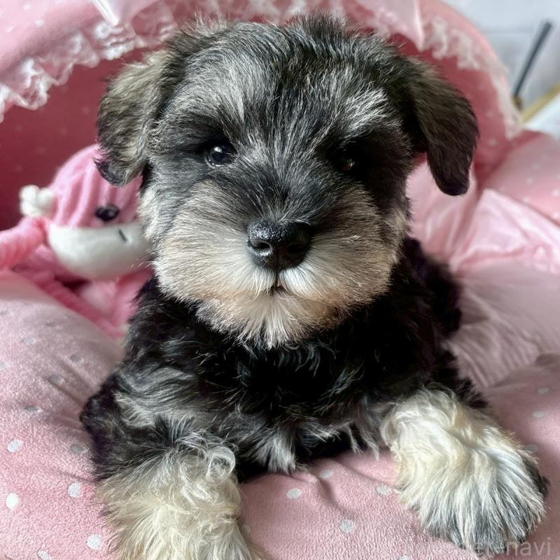 販売中の大阪府のミニチュアシュナウザー-432956の2枚目