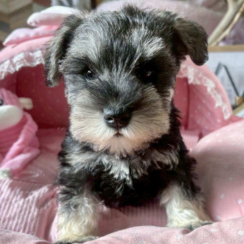 販売中の大阪府のミニチュアシュナウザー-432956の1枚目