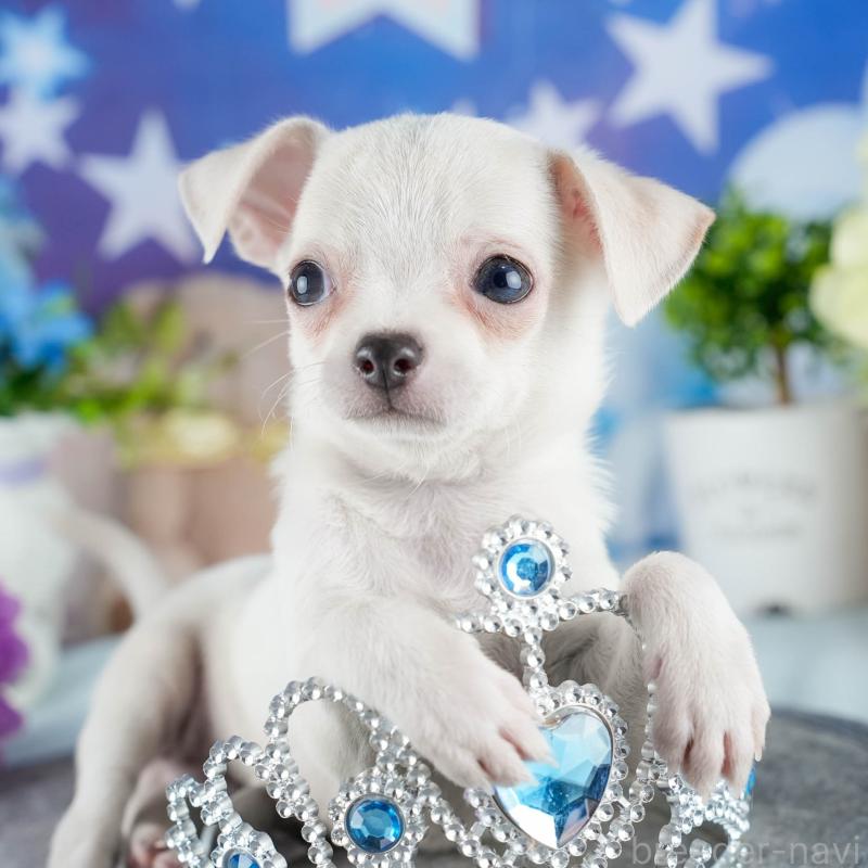 販売中の茨城県のチワワ(スムースコート)-432982の8枚目