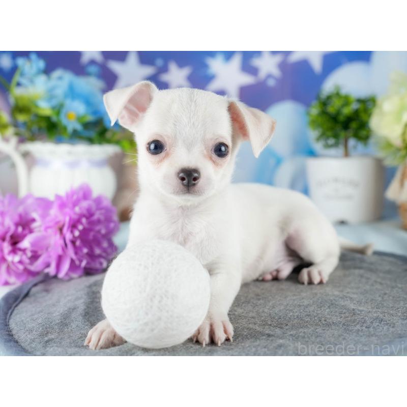 販売中の茨城県のチワワ(スムースコート)-432982の7枚目